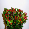 red bullet hypericum flower